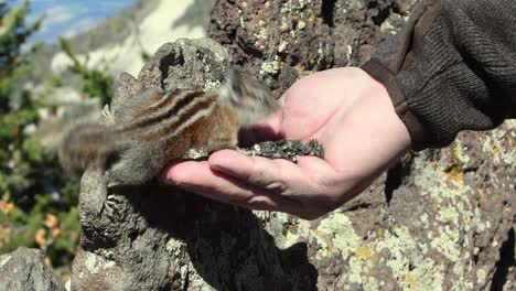 colorado chipmunk eating seeds from a man's hand with mountain background