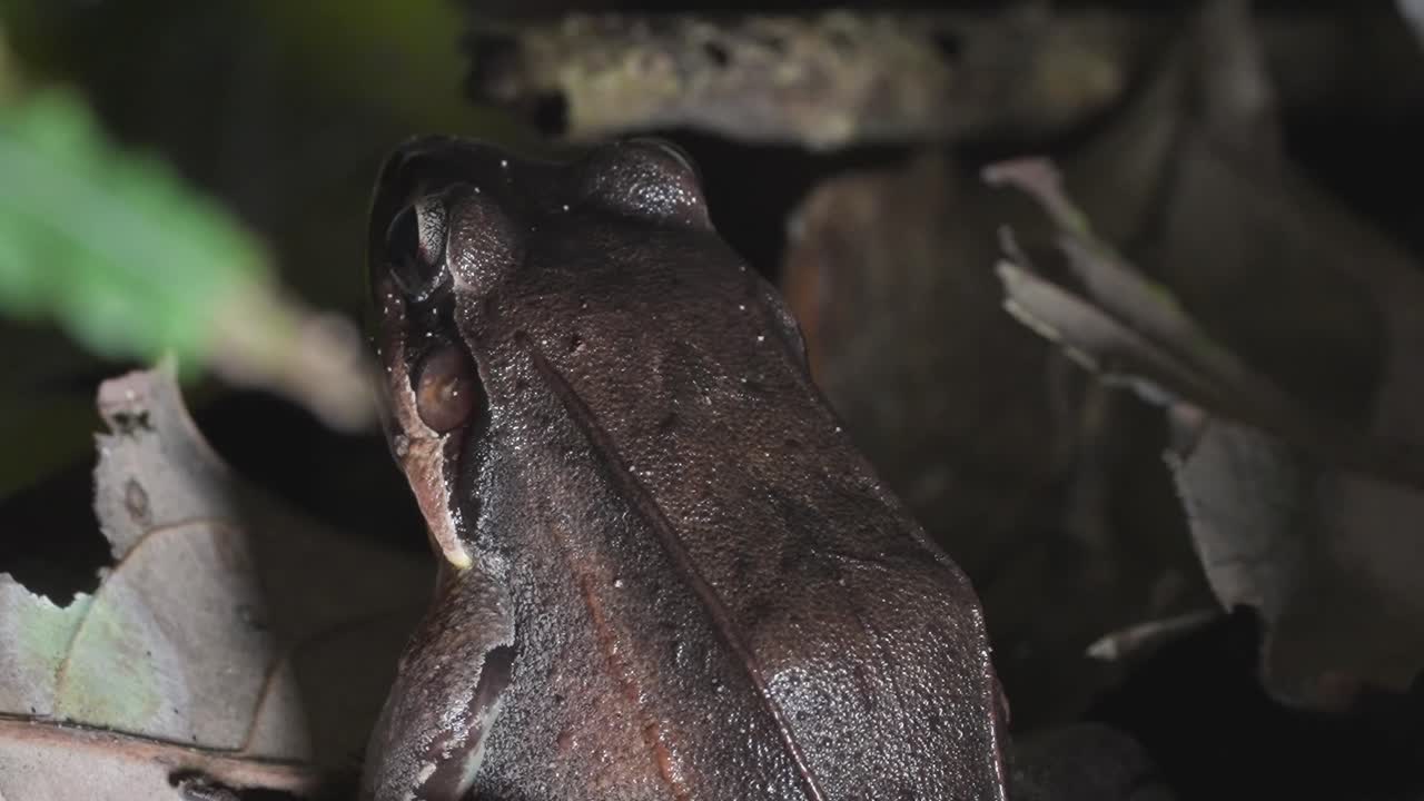 Large frog Leptodactylus bolivianus in Amazon rainforest, Tambopata, Peru, at night
