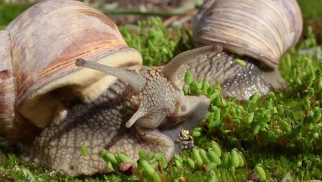 Helix-pomatia-also-Roman-snail,-Burgundy-snail