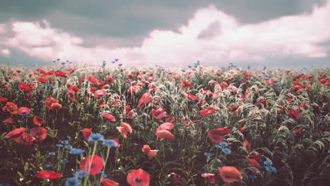 vibrant wildflower meadow under a cloudy sky in springtime