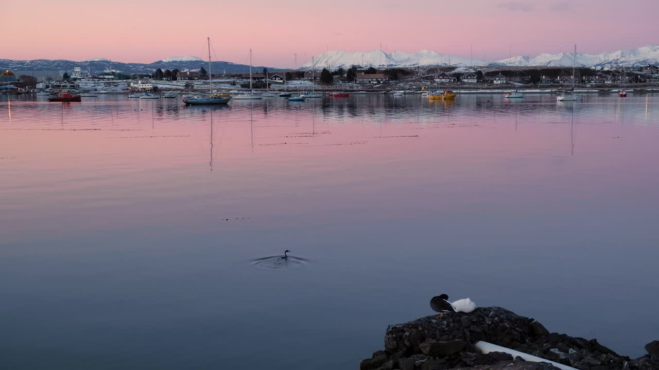 patos dormidos y cormoranes saliendo del agua en la costa de ushuaia
