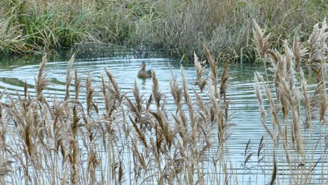 mallard, anas platyrhynchos, england