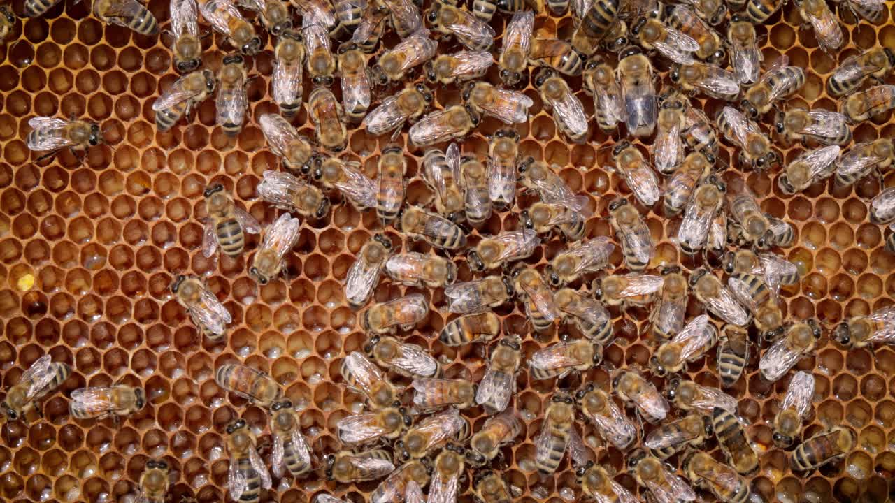 Honey Bees working on honeycomb close-up shot. Bees are best known to humans for their ecological roles as pollinators