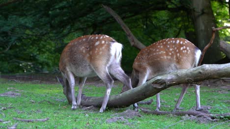 two spotted european fallow deer grazing in grassy field in forest clearing