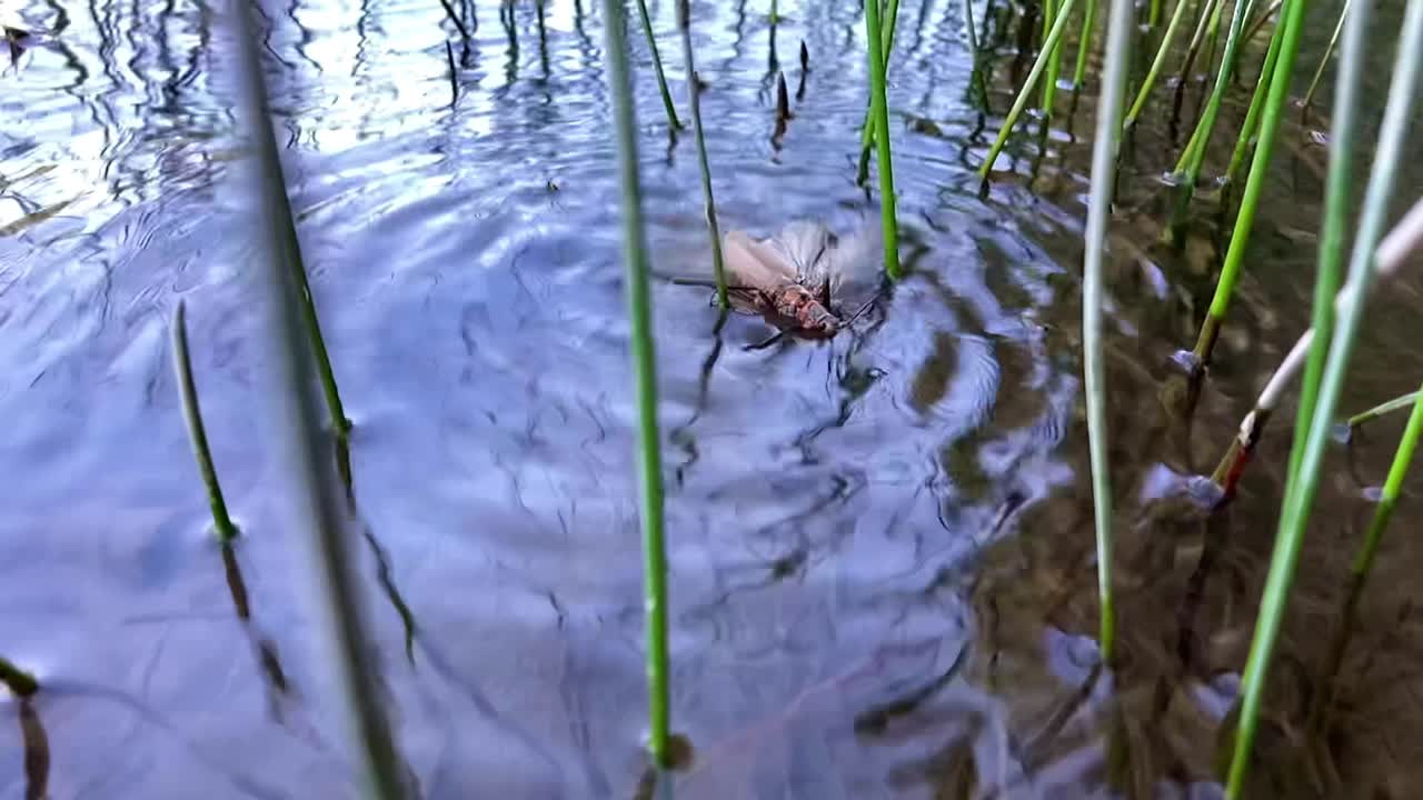 A Salmonfly floating on the water in the weeds