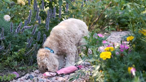 lindo perro lame su juguete de cerdo en cámara lenta en un colorido camino de jardín de flores verdes, aspecto de película de enfoque suave fijo