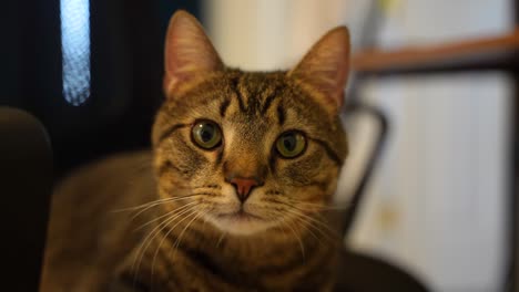 a shot of a curious cute cat!