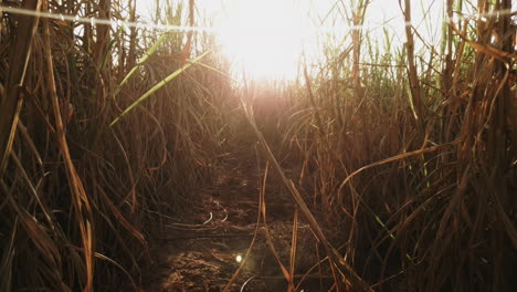 Low-angle-view-walking-towards-the-sun-through-field-of-dried-sugarcane-plantation