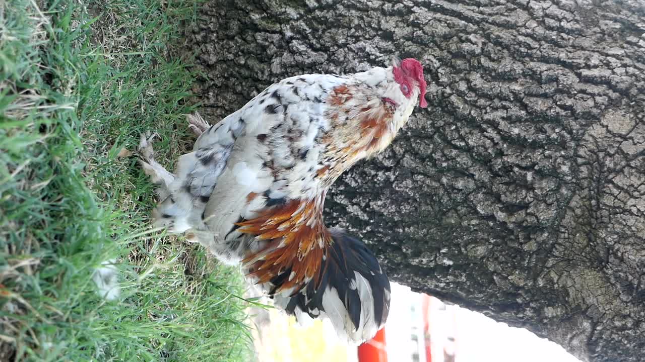 Rooster near a tree