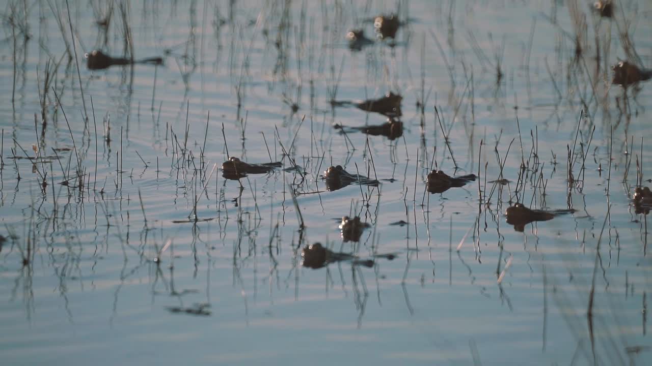 Molte rane che nuotano in acqua bassa, in silhouette contro il sole.