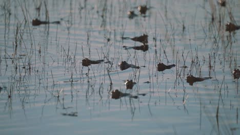 lots of frogs swimming in shallow water, silhouetted against the sun