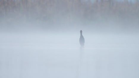 little cormorant on perch in misty morning in lake