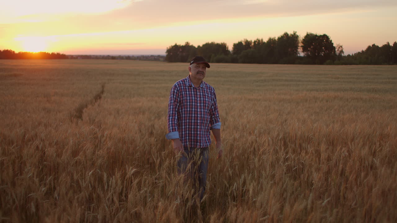 un agricultor adulto camina en un campo de trigo con una gorra al atardecer pasando su mano sobre las orejas de color dorado al atardecer. agricultura de plantas de grano.