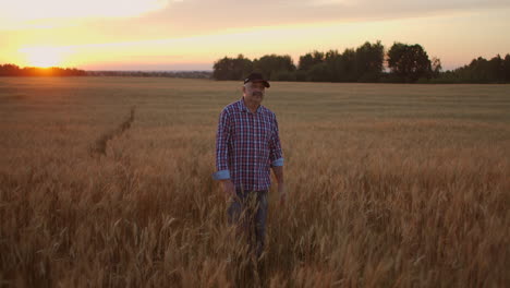 senior adult farmer walks in a field of wheat in a cap at sunset passing his hand over the golden-colored ears at sunset. agriculture of grain plants.