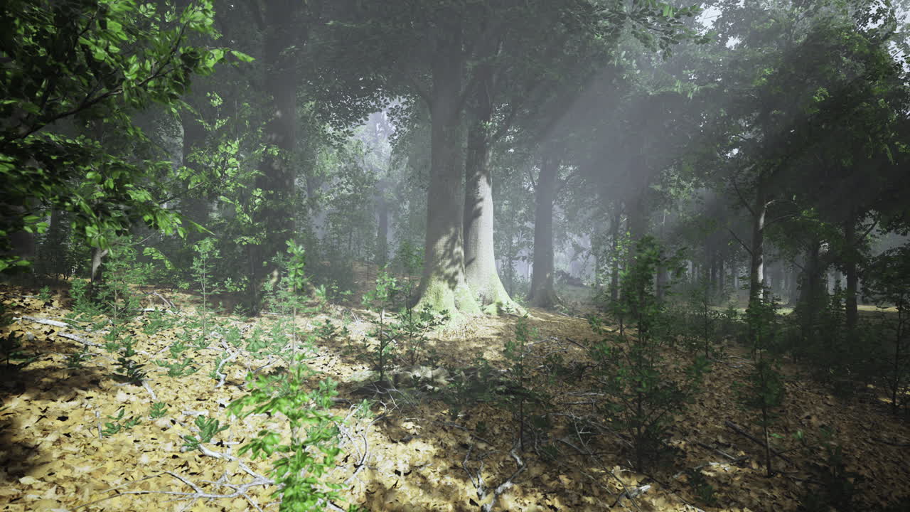 Sunlight filters through a dense forest creating a mystical atmosphere