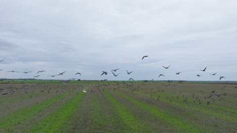vista aérea de un gran rebaño de gansos de frijol tomando en el aire, campo agrícola, día nublado, migración de pájaros, amplio dron disparo en cámara lenta moviéndose hacia adelante bajo