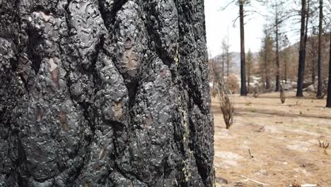 Panorámica-De-Primer-Plano-De-Un-Tronco-De-árbol-Quemado-De-Un-Incendio-Forestal-Varios-Años-Antes-Cerca-De-Idyllwild,-California