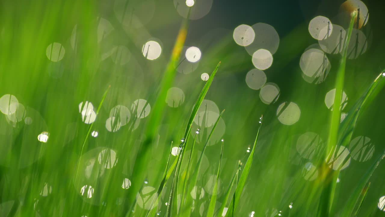 자연 추상적인 배경은 바람에 흔들리는 잔디 잎으로 구성되어 있으며, 아름다운 원 모양의 보케가 있습니다.