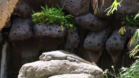 lapso de tiempo de un pez en descomposición en las rocas