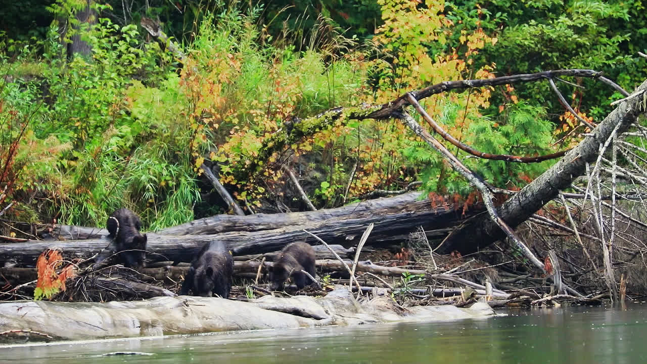 familia de osos grizzly forrajeando por el río, gran selva tropical de osos, columbia británica
