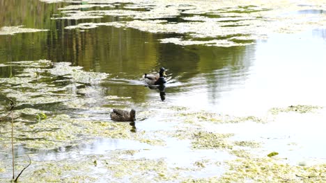 Two-wild-ducks-slowly-swimming-on-a-lake-in-an-urban-forest