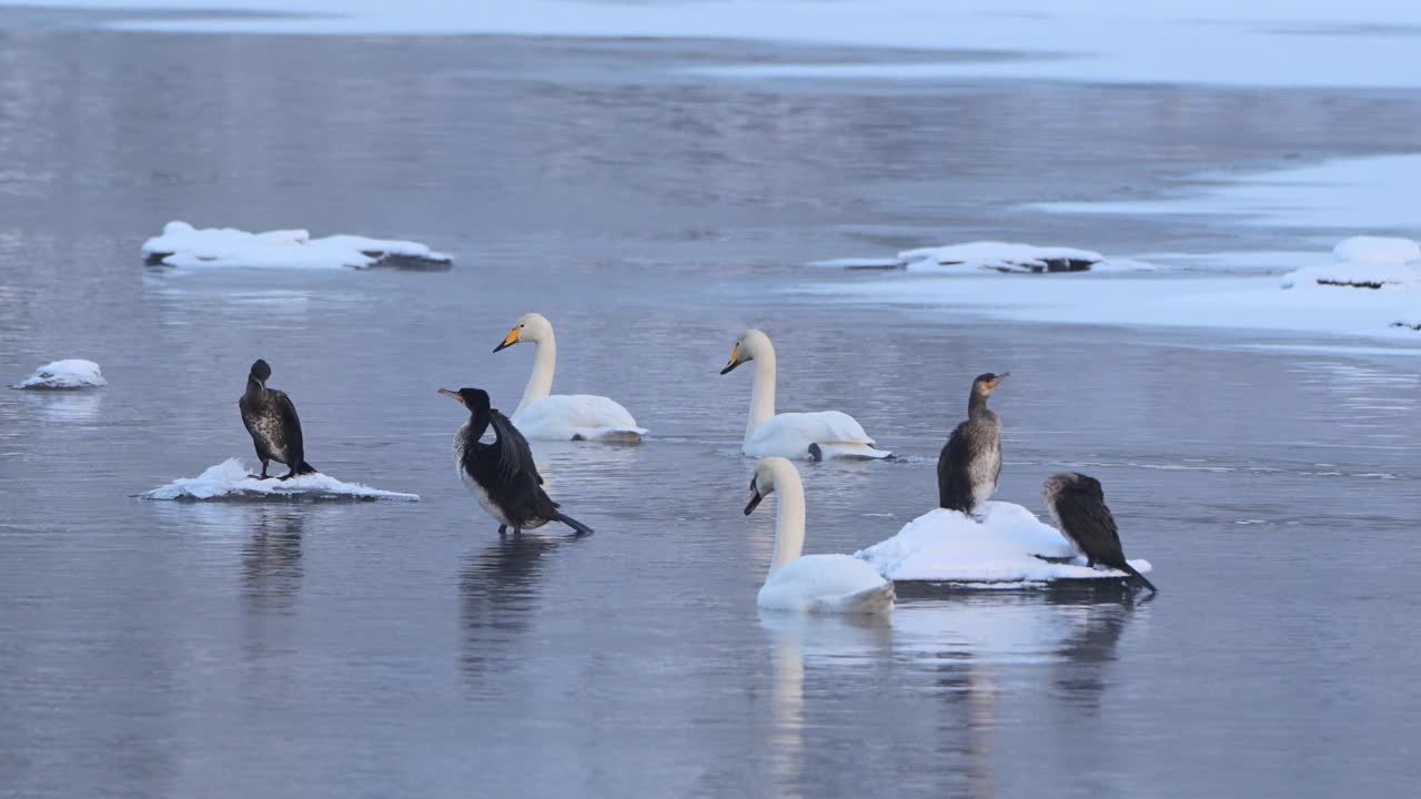Swans glide by cormorants drying wings after diving for fish in Norwegian fjord, slow motion.