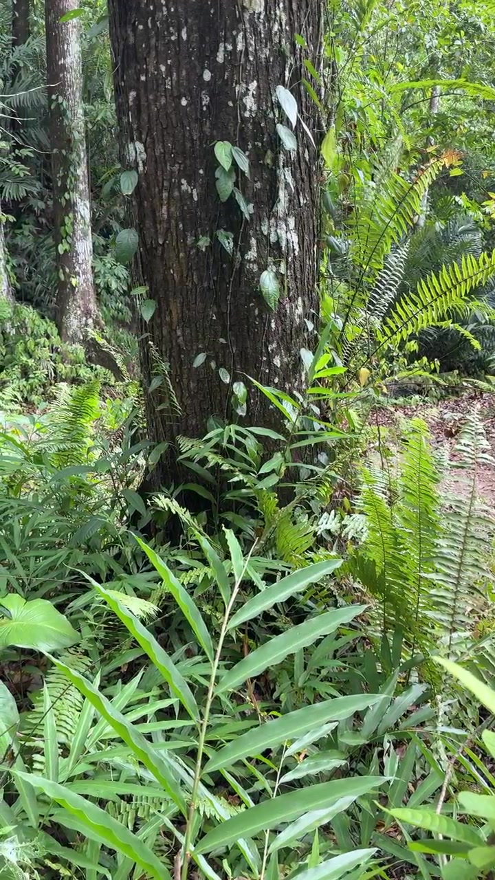 Semak Belukar Hutan Tropis Rimbun dengan Batang Pohon