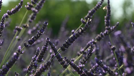 campo de lavanda con abejas