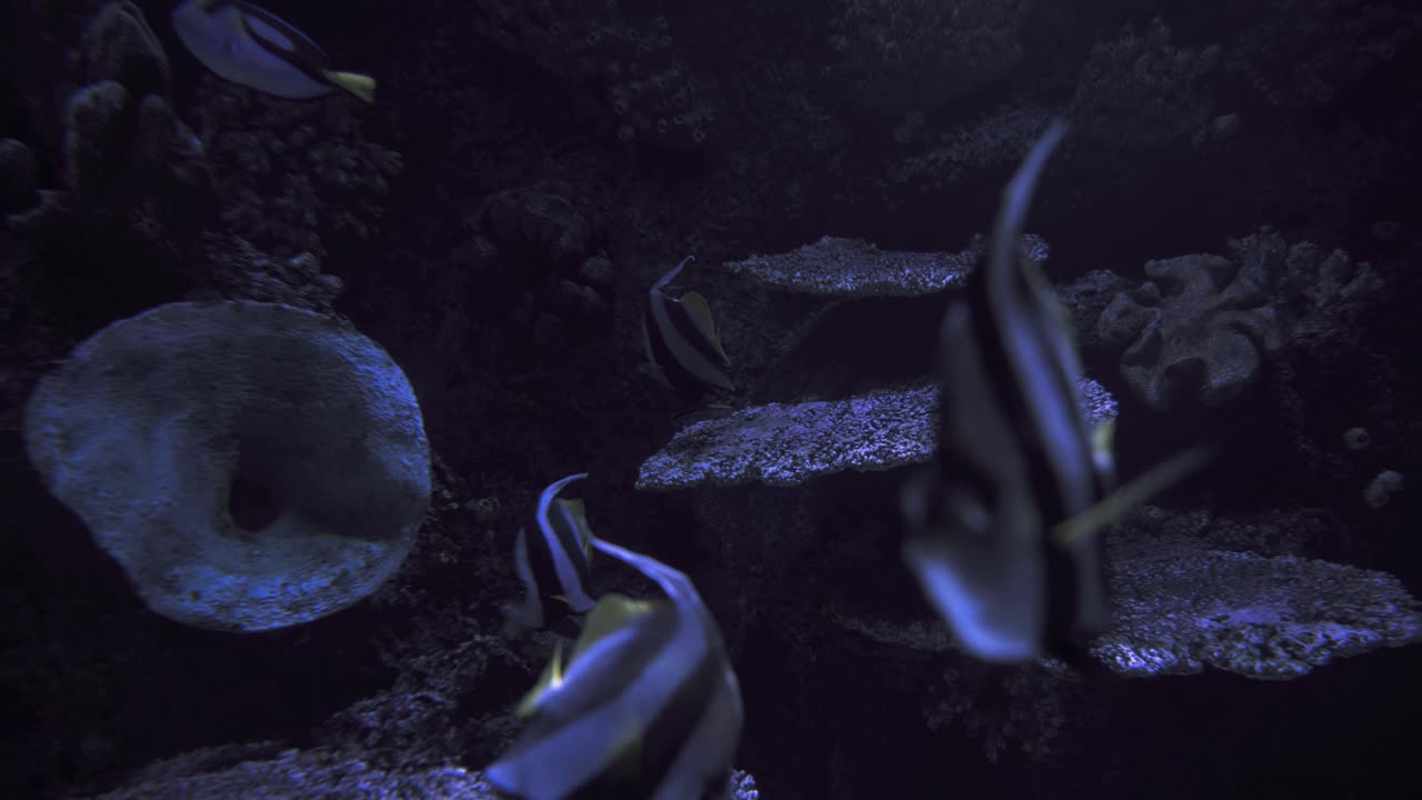 подводный мир с экзотическими рыбами