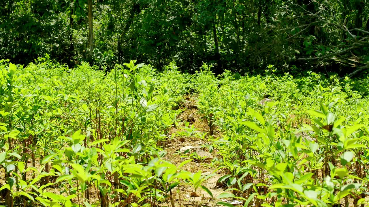 campo boliviano de plantas de coca al sol