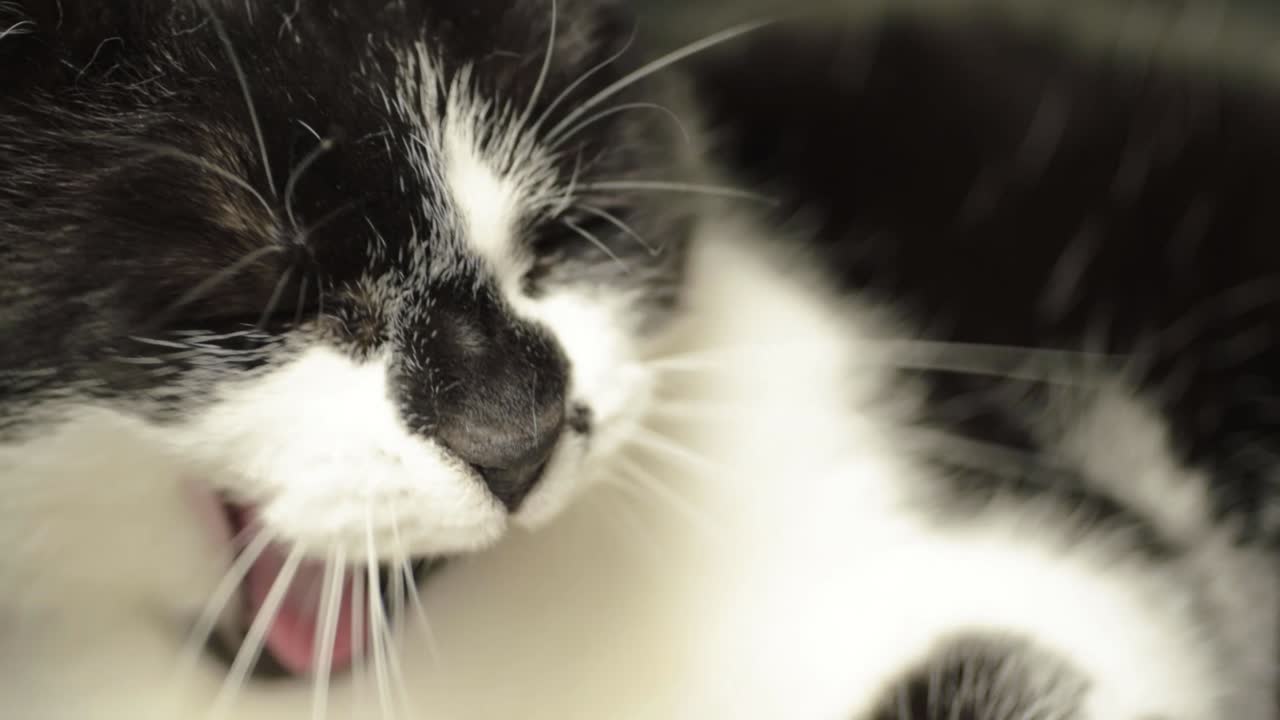 Primo piano di un gatto bianco e nero assonnato che sbadiglia