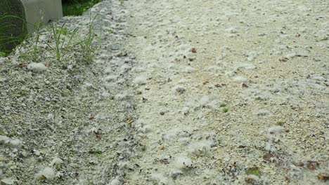 flakes-of-white-poplars-piled-up-on-the-gravel-road,-spring-allergens-in-the-woods