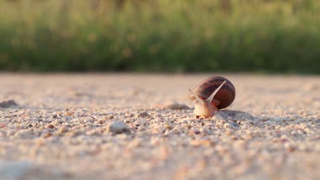 little snail close up walking slowly with a green sunset background