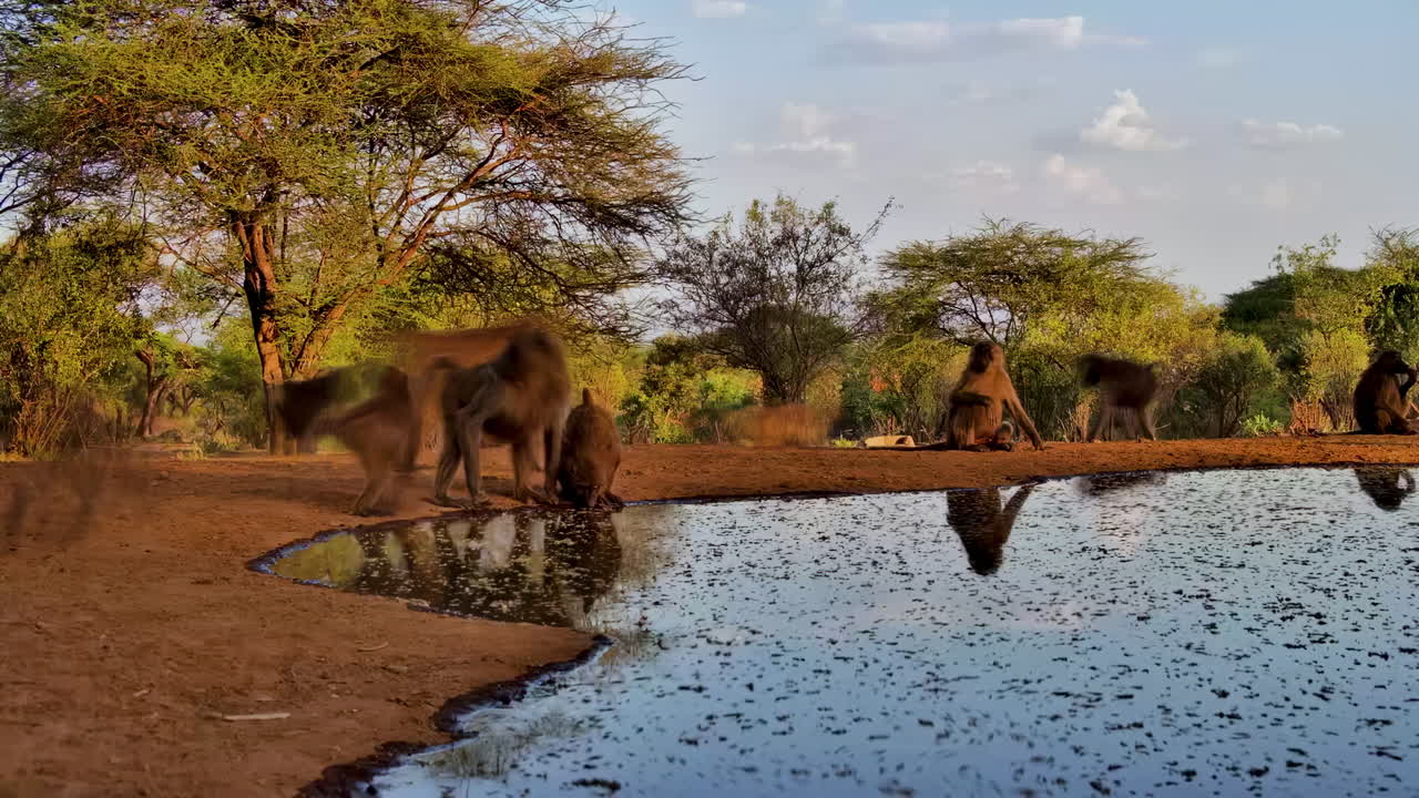 En timelapse av en flokk Chacma-bavianer som drikker og hviler ved et naturskjønt vannhull i den gylne timen
