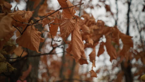 delicate hand gently touches dry autumn leaves on a tree branch in a peaceful forest, capturing the essence of seasonal change and the beauty of nature in fall