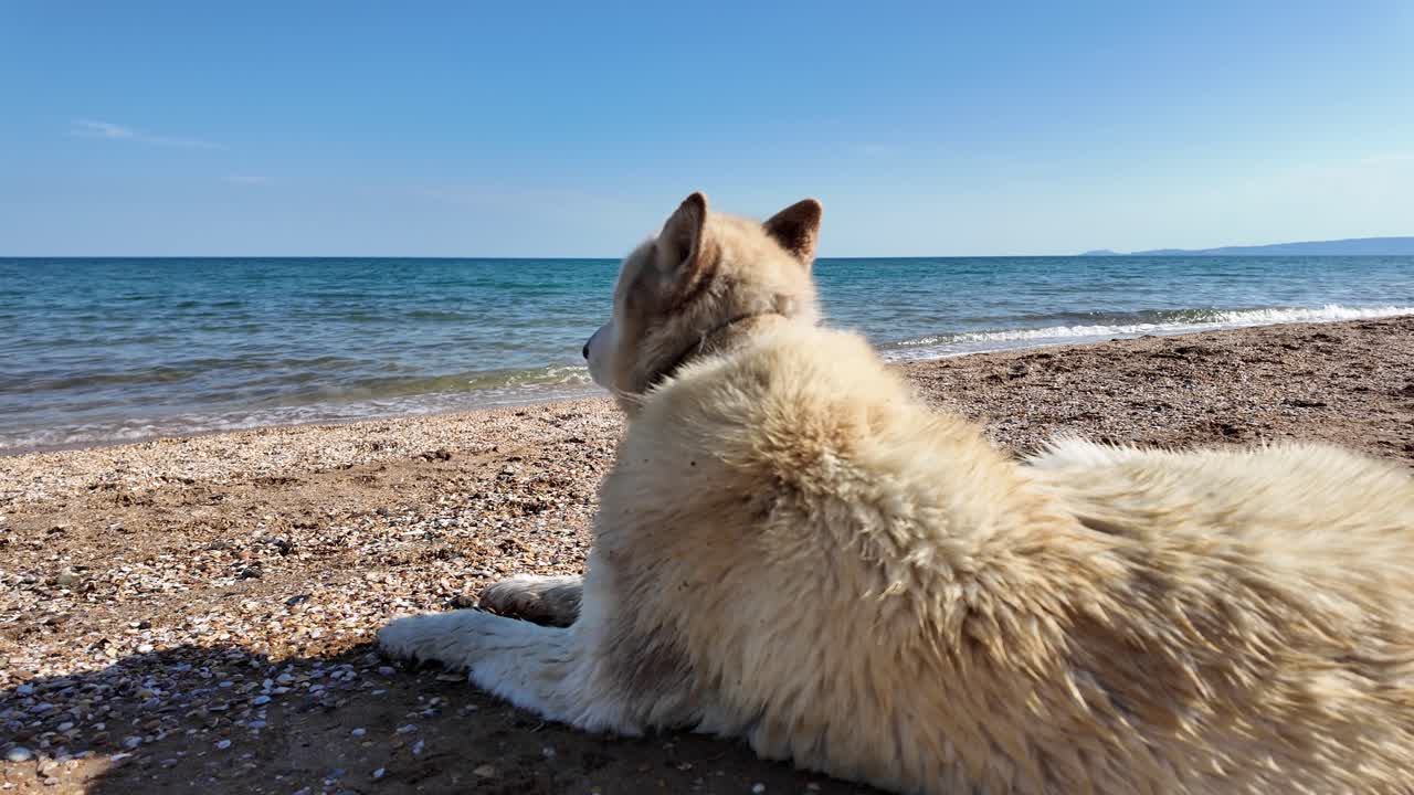un perro blanco yace en una playa de arena, mirando fijamente el agua azul clara en un día brillante y soleado