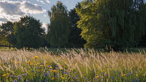 summer meadow scene at sunset