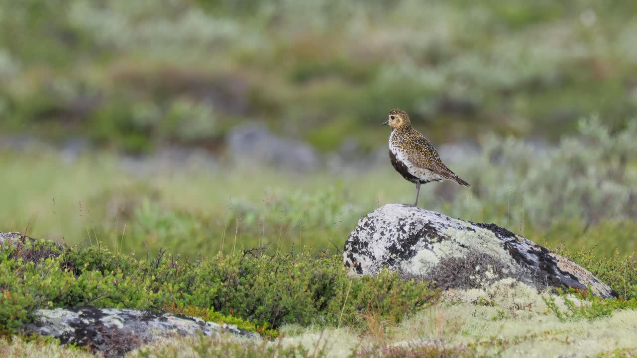 el plover dorado europeo (pluvialis apricaria), el parque nacional dovrefjell sunndalsfjella, en noruega.