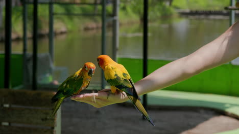 Beautiful-parrots-eating