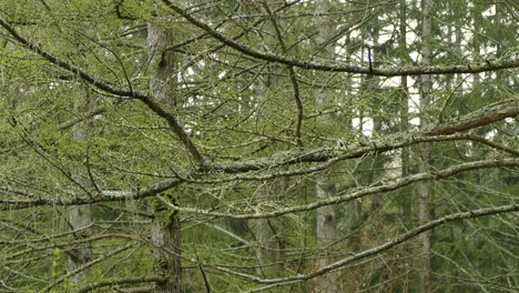 Great-Tit-Bird-jumping-on-tree-branch-in-dense-forest