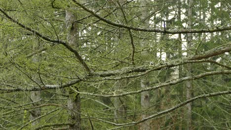 great tit bird jumping on tree branch in dense forest