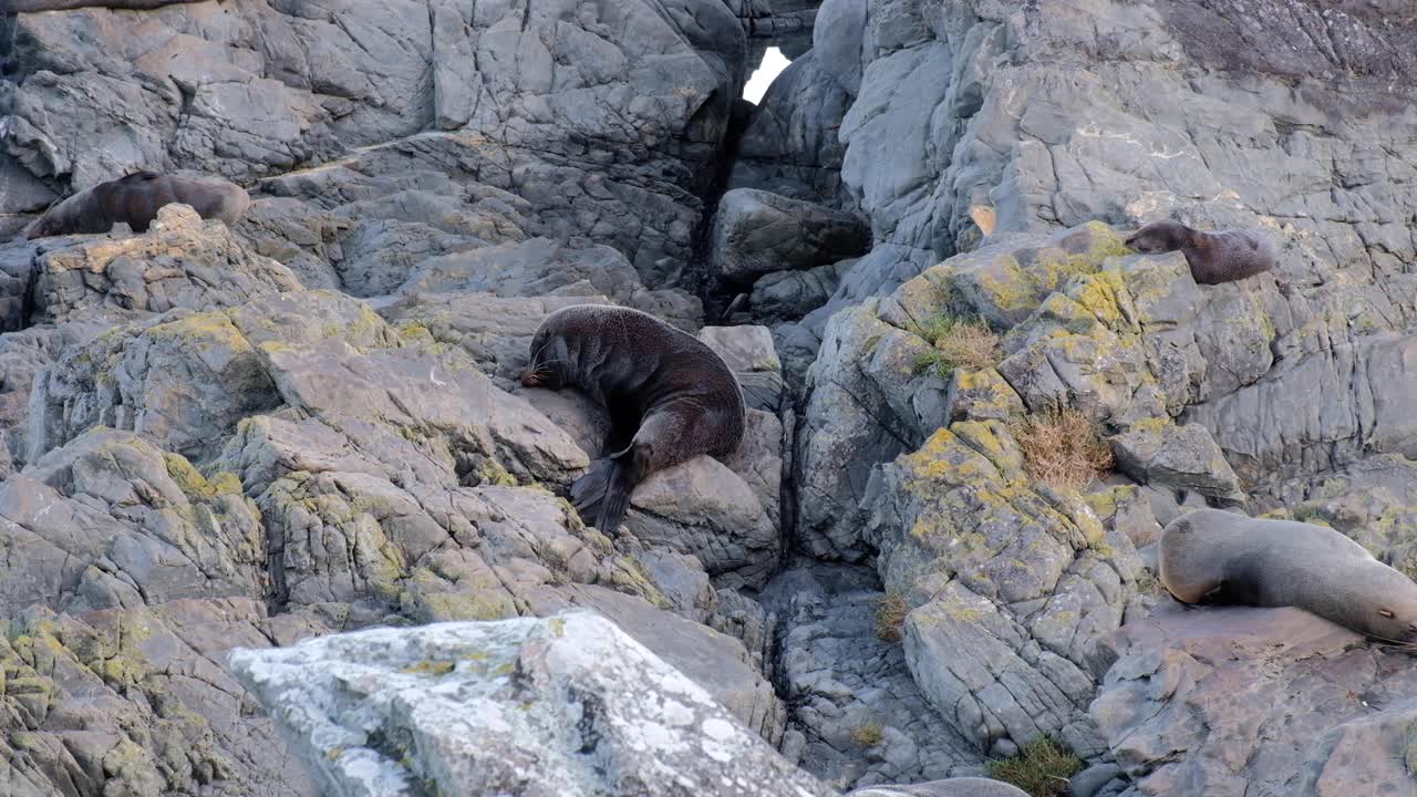 colonia de lobos marinos de nueva zelanda en las rocas, durmiendo, relajándose y rascando rocas rojas en la costa sur de wellington, nueva zelanda aotearoa