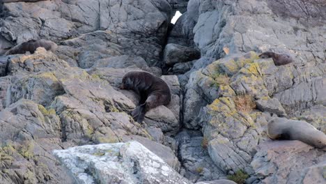 Kolonie-Neuseeländischer-Pelzrobben-Auf-Den-Felsen,-Schlafend,-Entspannend-Und-Kratzend-An-Roten-Felsen-An-Der-Südküste-Von-Wellington,-Neuseeland-Aotearoa