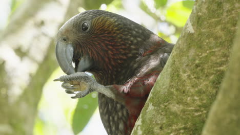 nueva zelanda kaka se alimenta usando su única garra