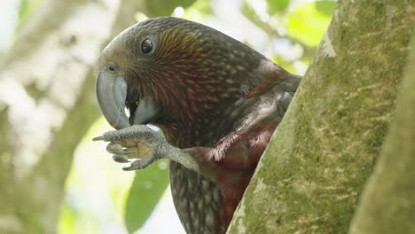 new zealand kaka feeding using its one claw