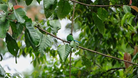 位於泰國khao yai國家公園的長尾大尾<unk> (psarisomus dalhousiae)