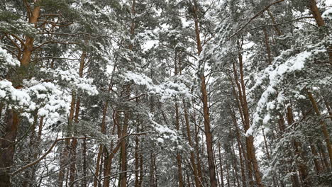 snow-covered forest