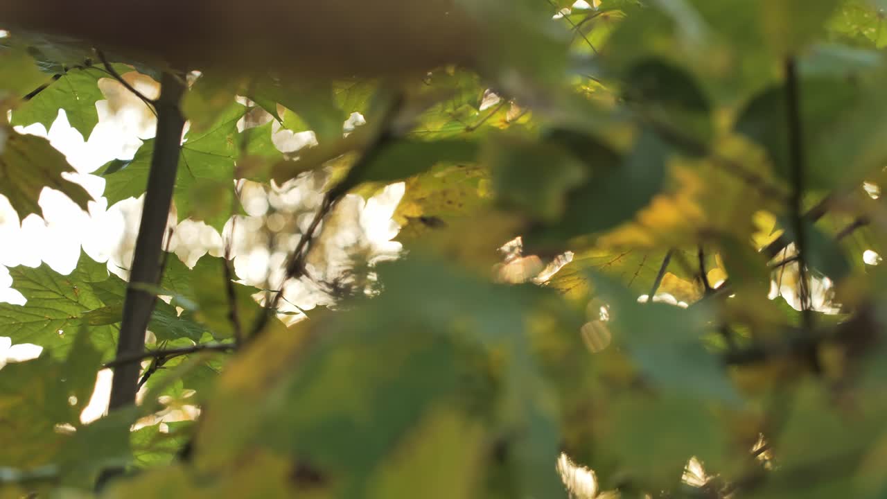 Sunlight glimmers through autumn leaves while camera pans slowly to the right