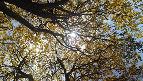 looking up at a blooming araguaney tree with yellow flowers and a sun flare
