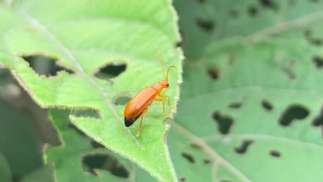 macro close up view of orange insect perched on damaged green leaf